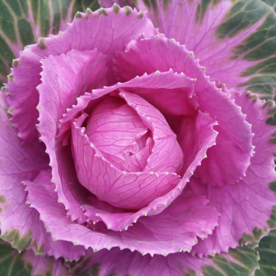 不畏严寒的植物有哪些(不畏严寒的植物有哪些成语)-图26