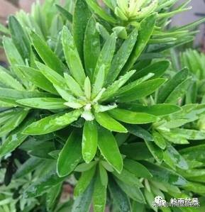 贵妃罗汉松■ 珍珠罗汉松■海岛菊花芯罗汉松■雀舌罗汉松■阔叶荷