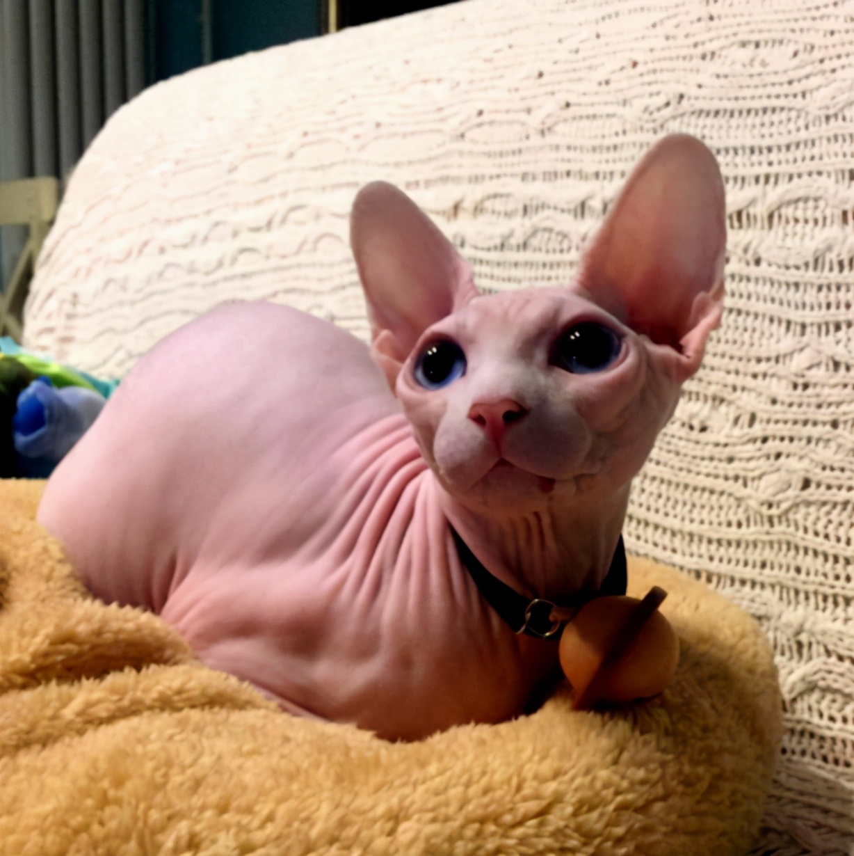 无毛猫那么丑，为什么还有那么多人养？这几点实在太香了