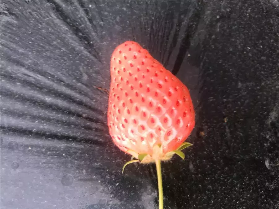 草莓苗图片大全(22种草莓新品种，有的一斤过百，产值是红颜的5倍)