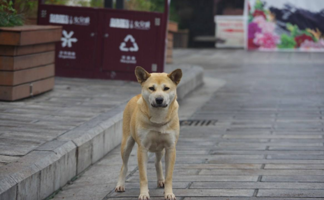 你观察过吗？土狗的头上为什么有条线？