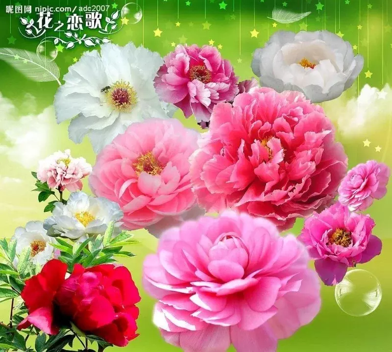 红牡丹：花型宽厚的红花，被称为百花之王，花语是‘富贵