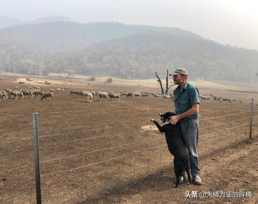 澳洲山火蔓延到牧場,牧羊犬