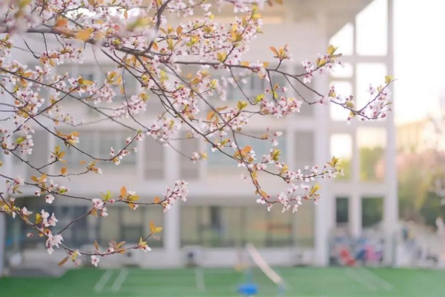 高清大图惊艳来袭！江苏这些“校花”神仙颜值，你Pick哪一个