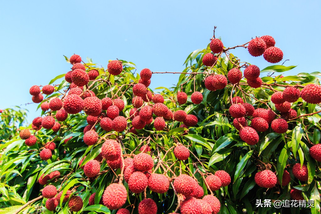 荔枝几月份成熟,荔枝几月份成熟上市