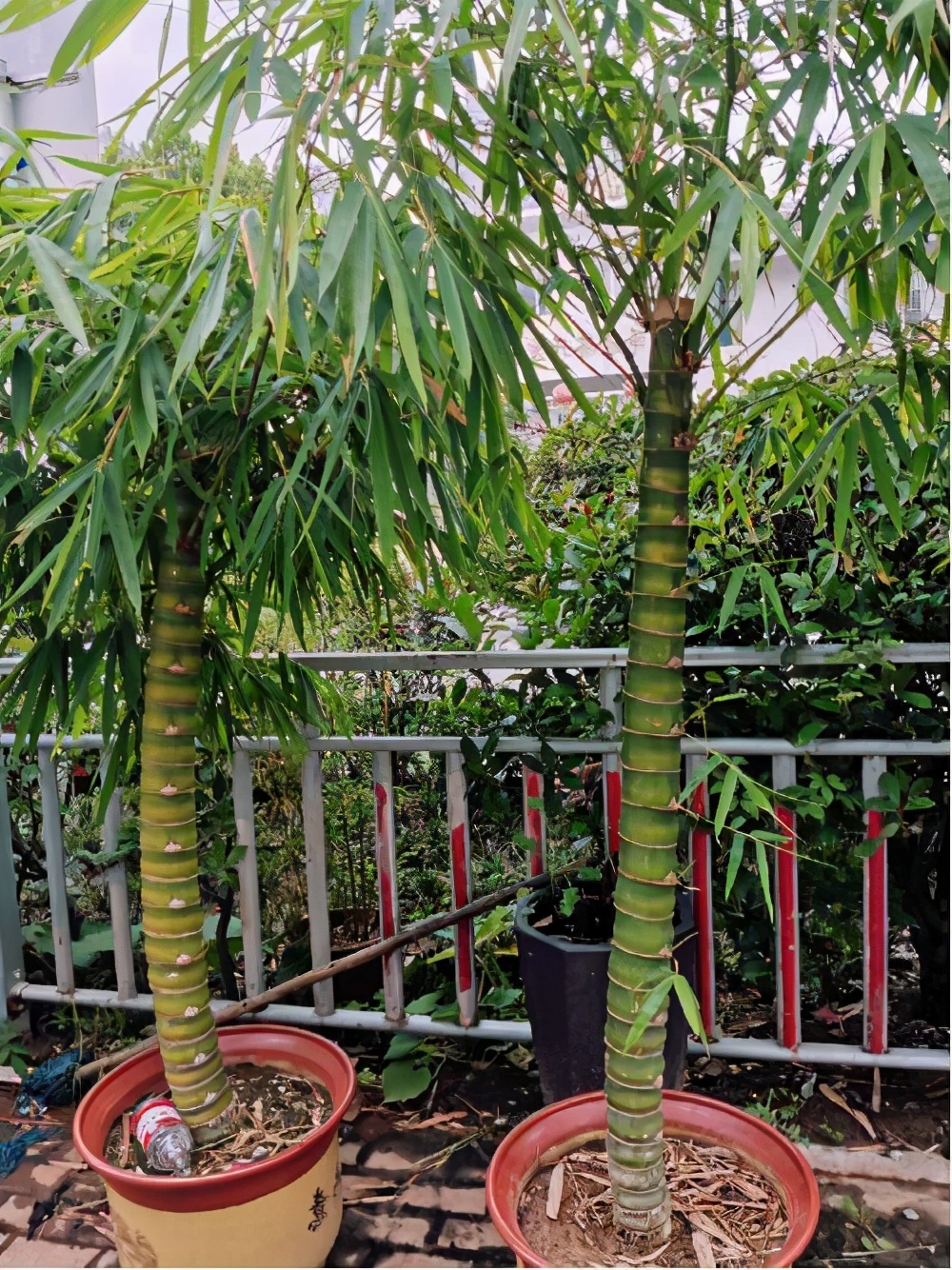 凤尾竹的寓意和作用盘点适合养在家里的5种竹子