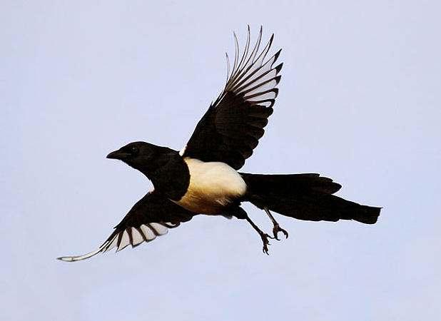 七夕传说,牛郎织女通过"鹊桥"相会,是喜鹊吗?否,是古代神鸟