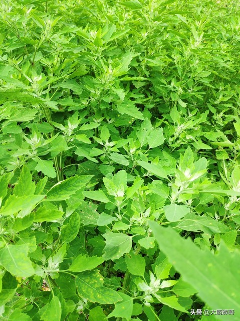 东北蒲公英（清明过后春季6种野菜莫错过）