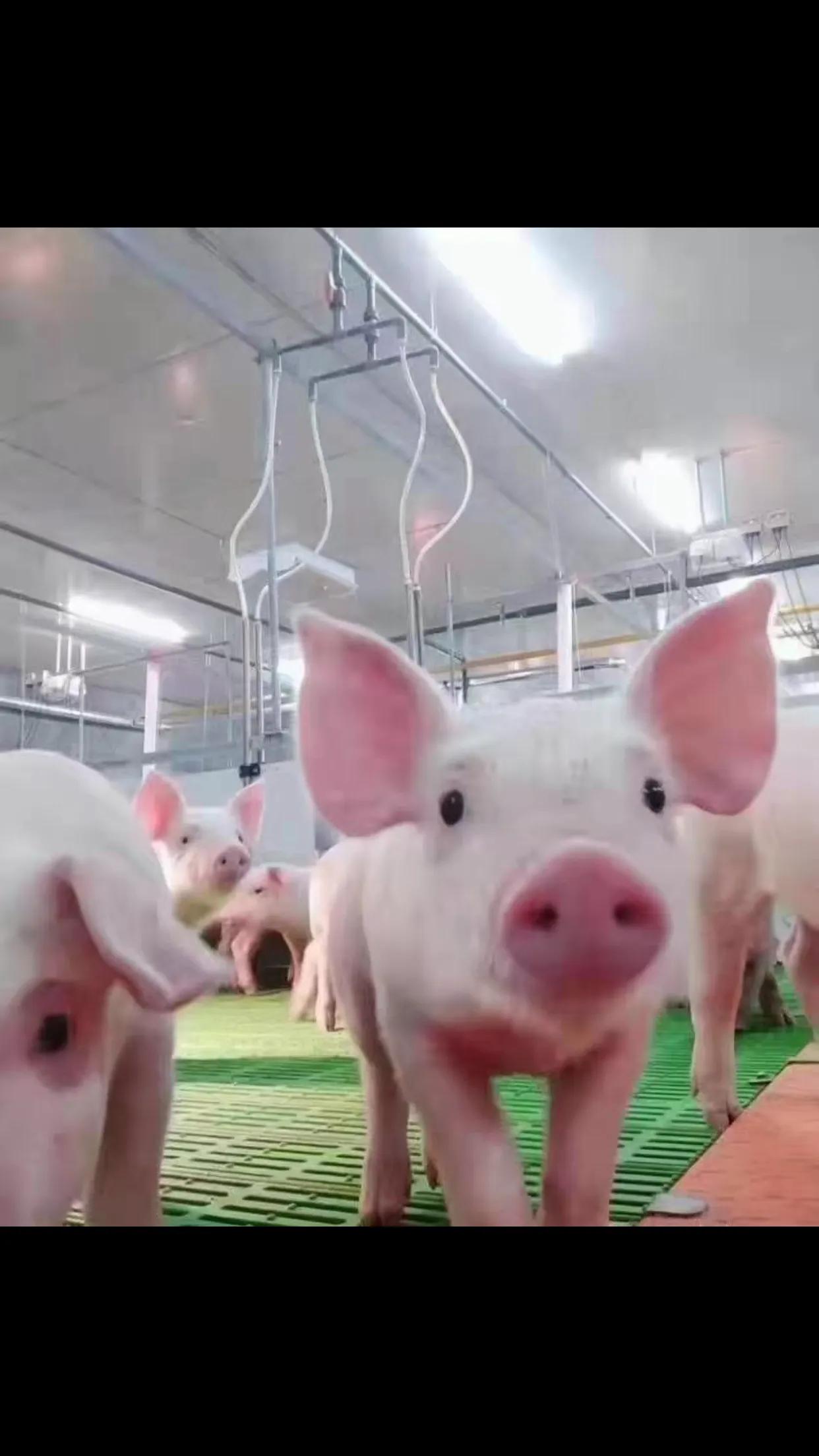 大学生养猪，谈谈真实感受