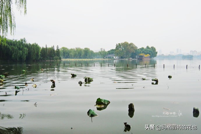 柳树什么时候发芽（山东柳树什么时候发芽）-第28张图片-巴山号