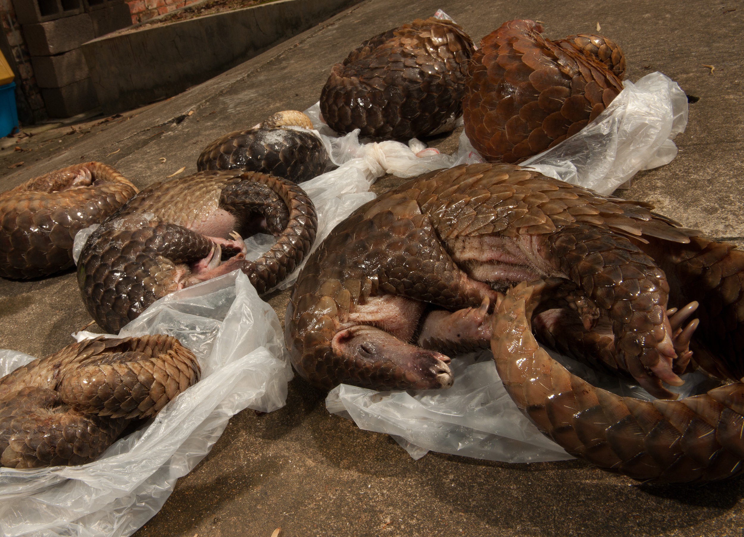 穿山甲为什么是世界上被偷猎最多的动物?它真的浑身是宝吗?