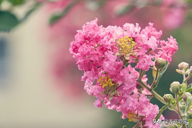 谁说花无“百日红”？紫薇，从诗词里走出来