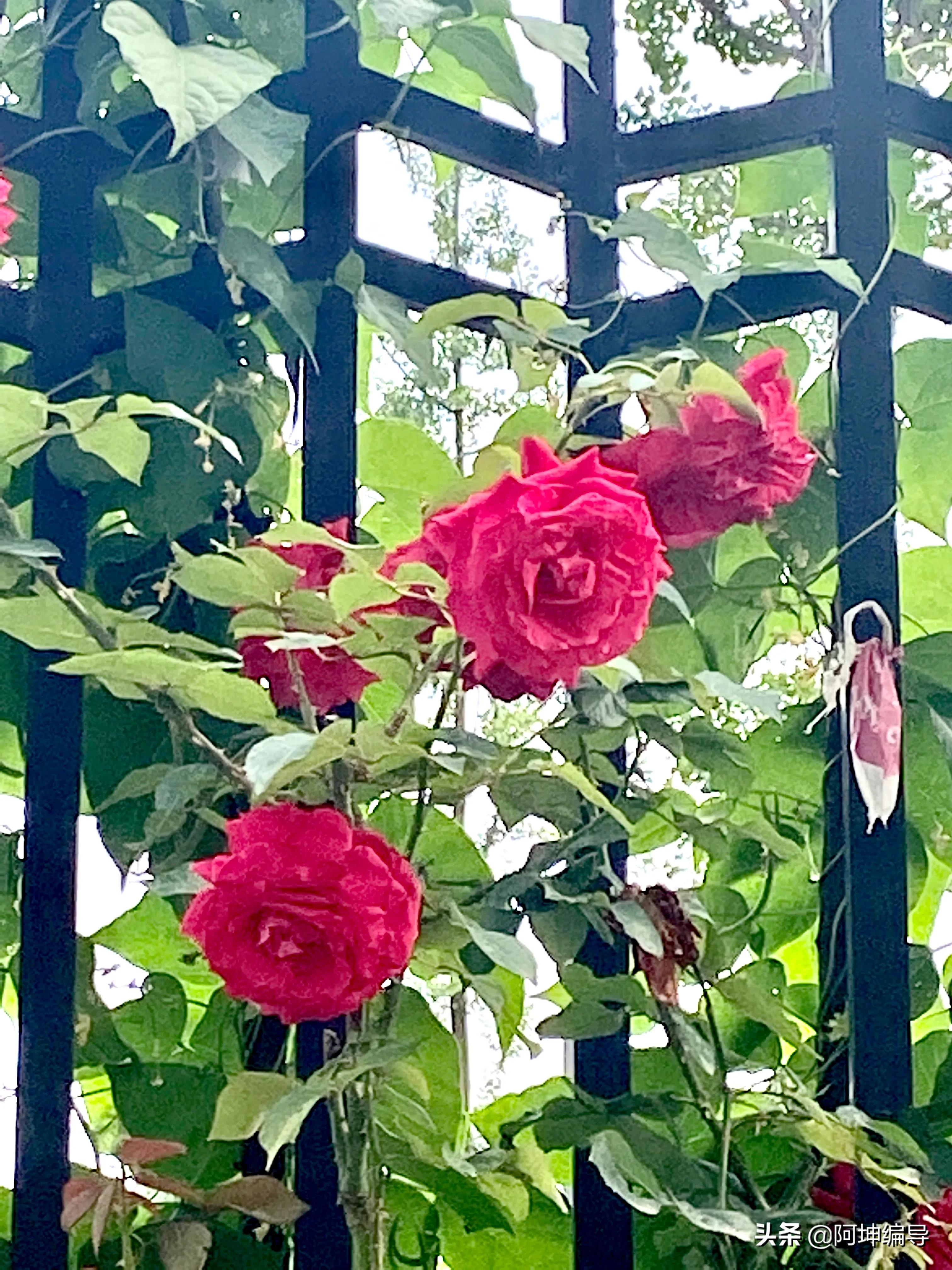 关于带刺的花说说配图「幽默」 _qq说说网