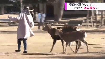 奈良小鹿一年伤了209人！8人骨折！原来鹿有这个反应是攻击的意思