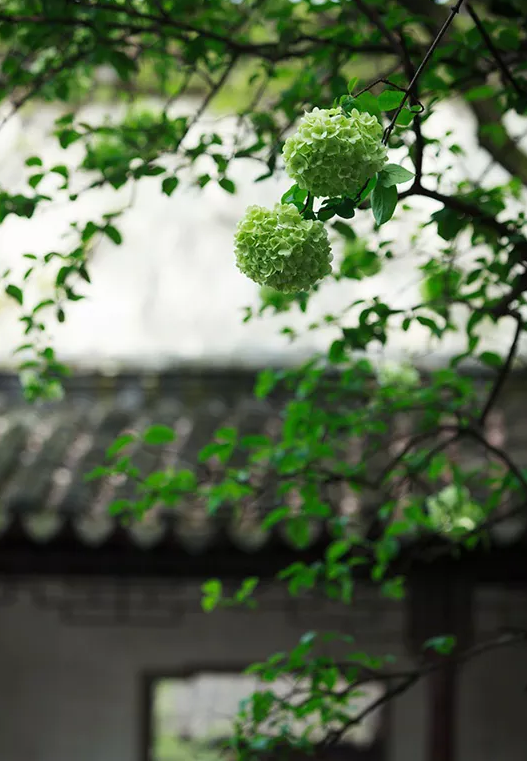 「诗词鉴赏」夏日静听蝉鸣，感悟人生况味