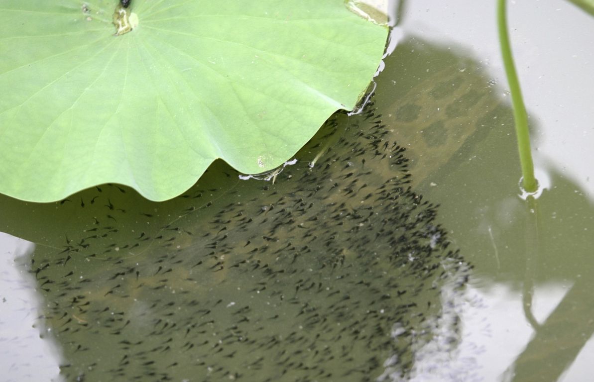 財魚,財魚湯的做法 補傷口愈合