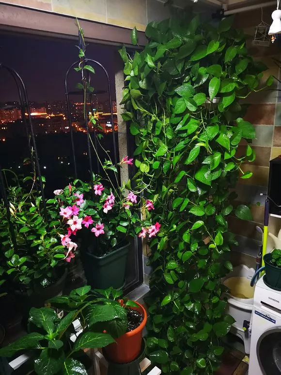 老花匠：绿萝最爱4种东西，喂了以后长得快，抽芽多，易疯长