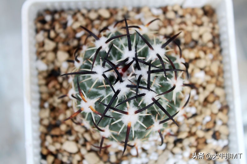 顶花球之王-----钢钉Coryphantha tripugionacantha