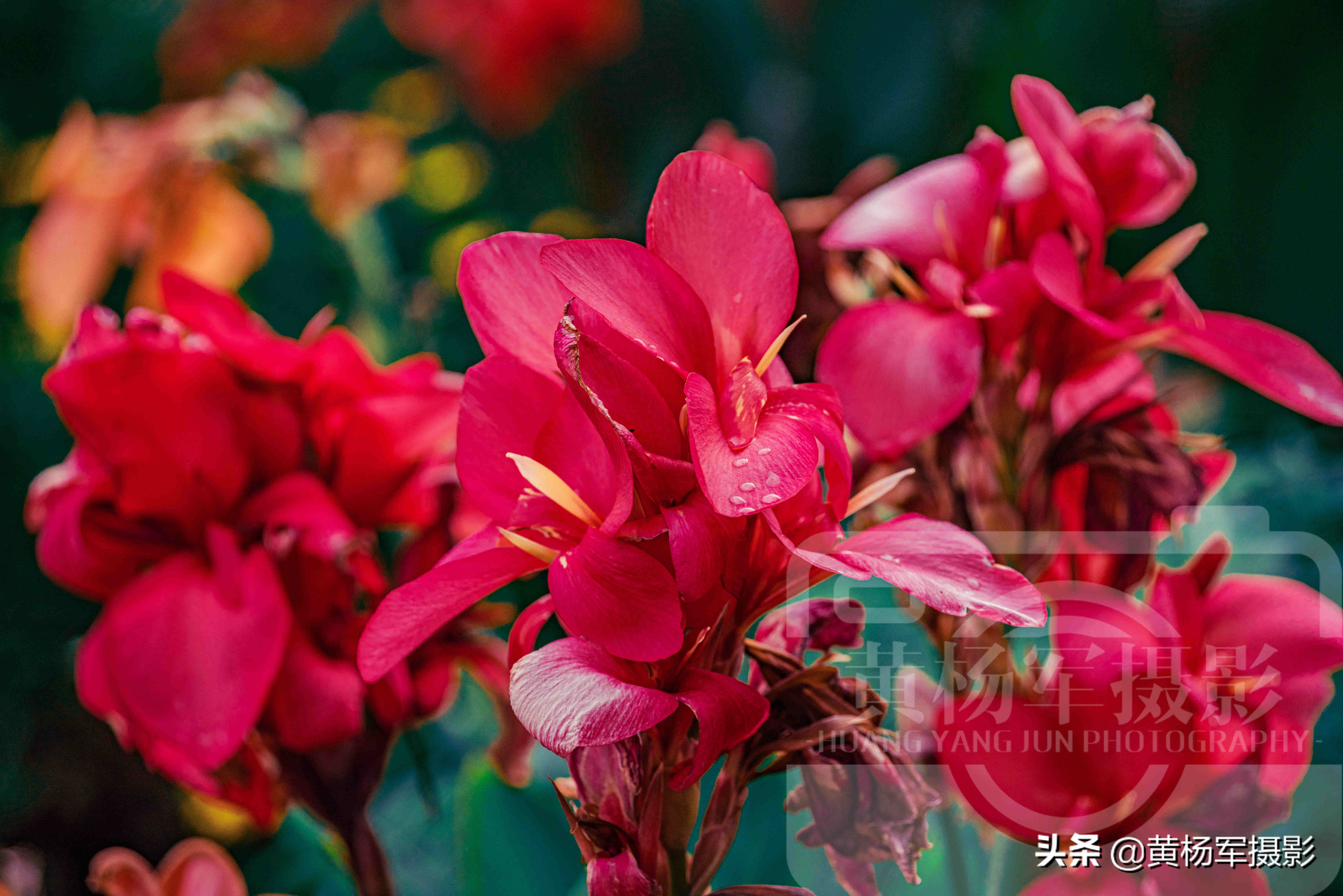 美人蕉什么时候开花（鉴赏盛夏时节花开娇艳的美人蕉）