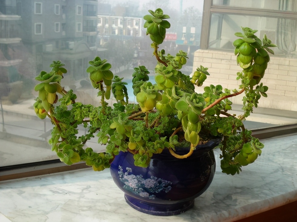 碰碰香开花的样子(适合热天养的香香花放客厅雅致)