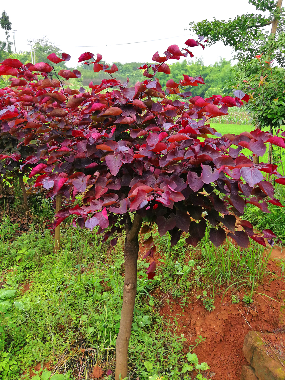 花灿烂似锦而闻名;同时,通过巨紫荆高接换种,培育新型高端彩叶树