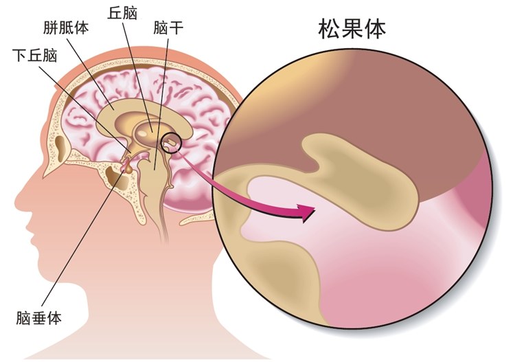 褪黑素，能治疗好我的失眠吗？