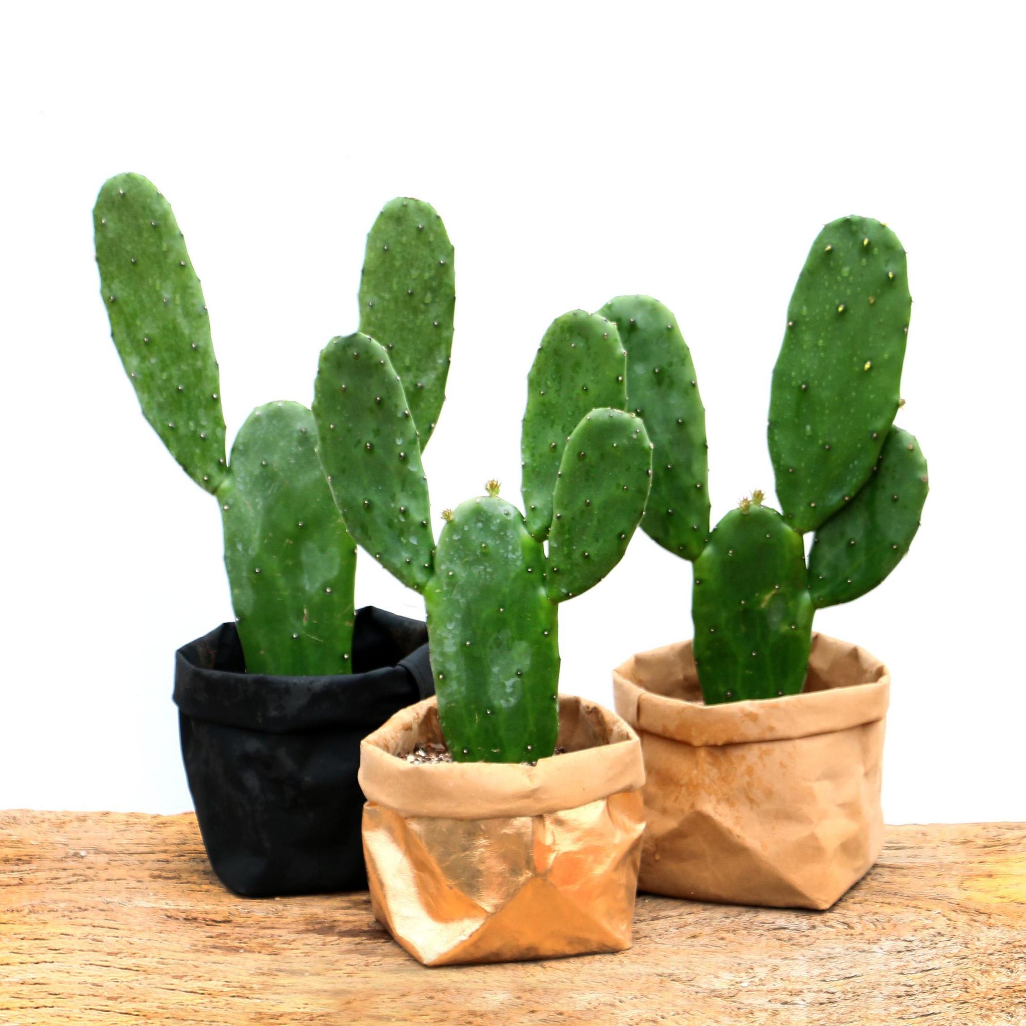 仙人掌怎么养才能长好(养殖仙人掌注意这5点年年开花)