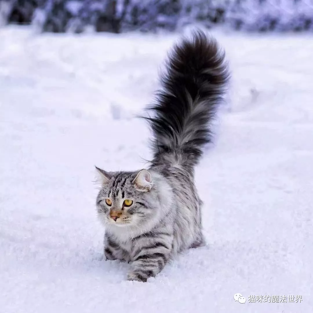 猫咪品种大盘点13:西伯利亚森林猫