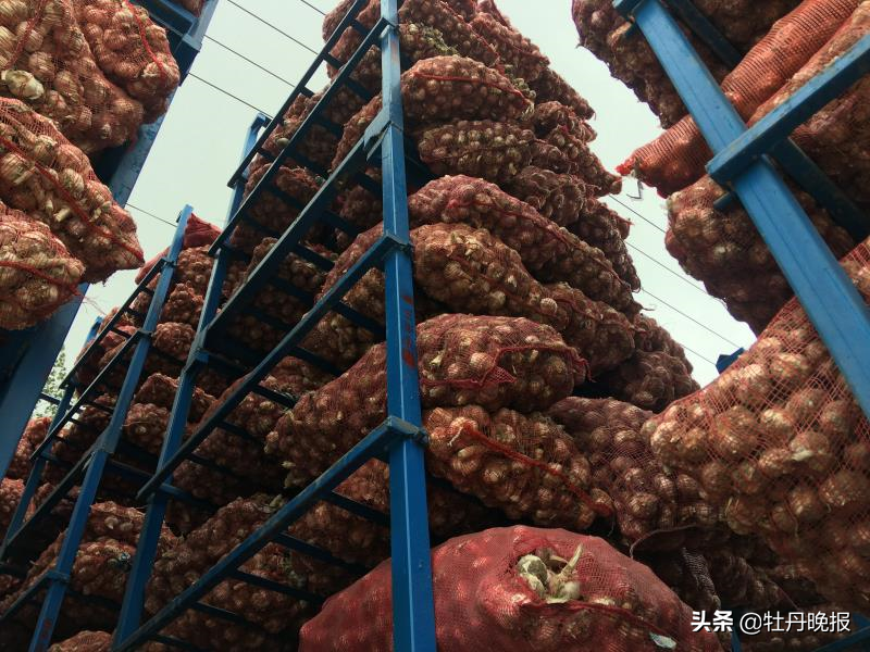 菏泽牡丹区今日蒜价，今日牡丹区天气
