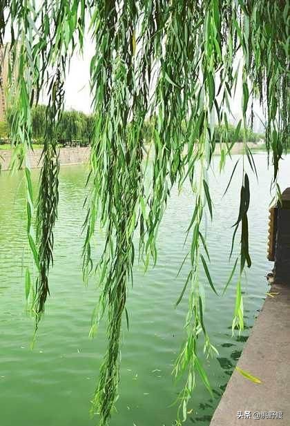 在网上曾流传二句古诗:清风扶细柳,淡月失梅花.