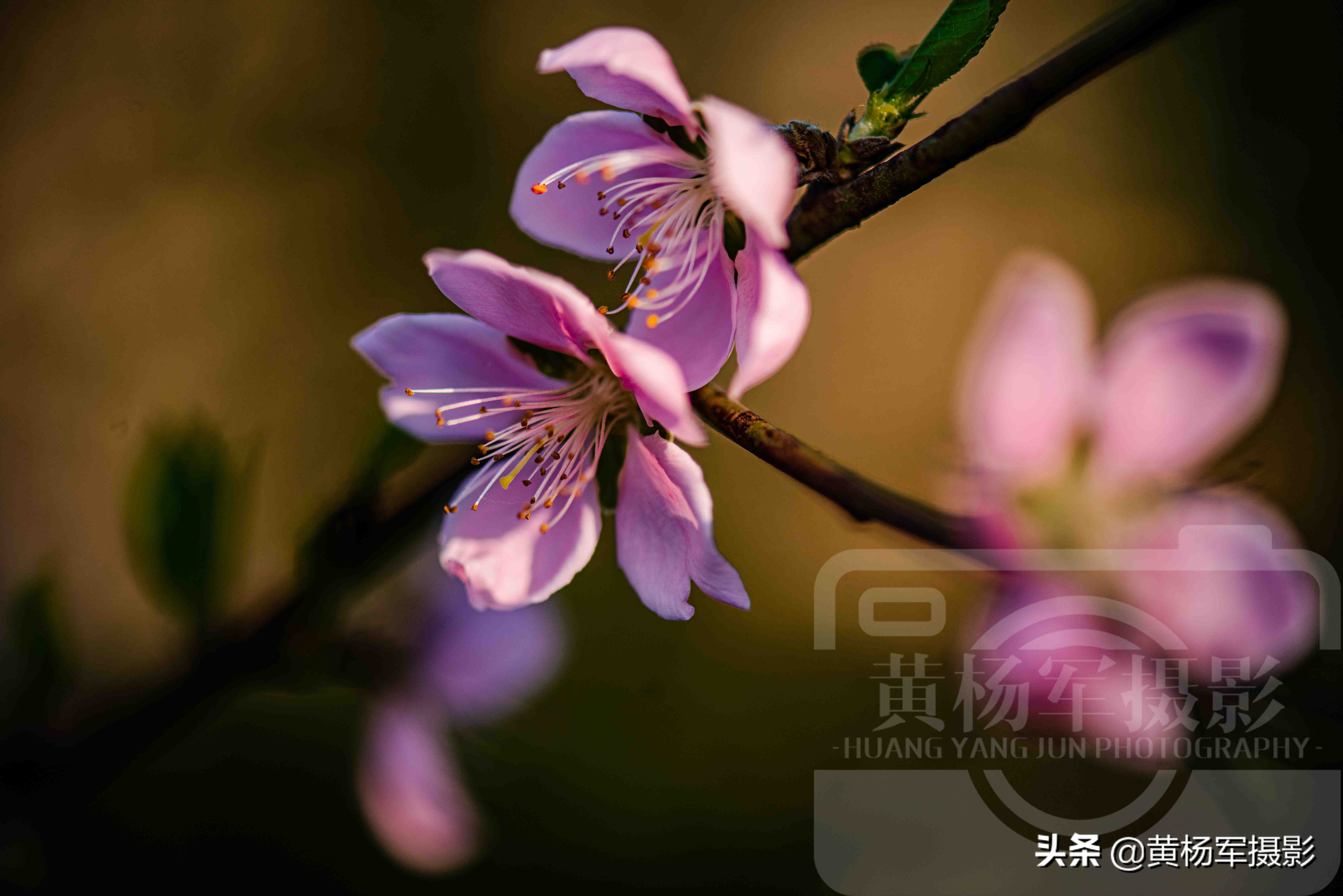 桃花的花的样子图片