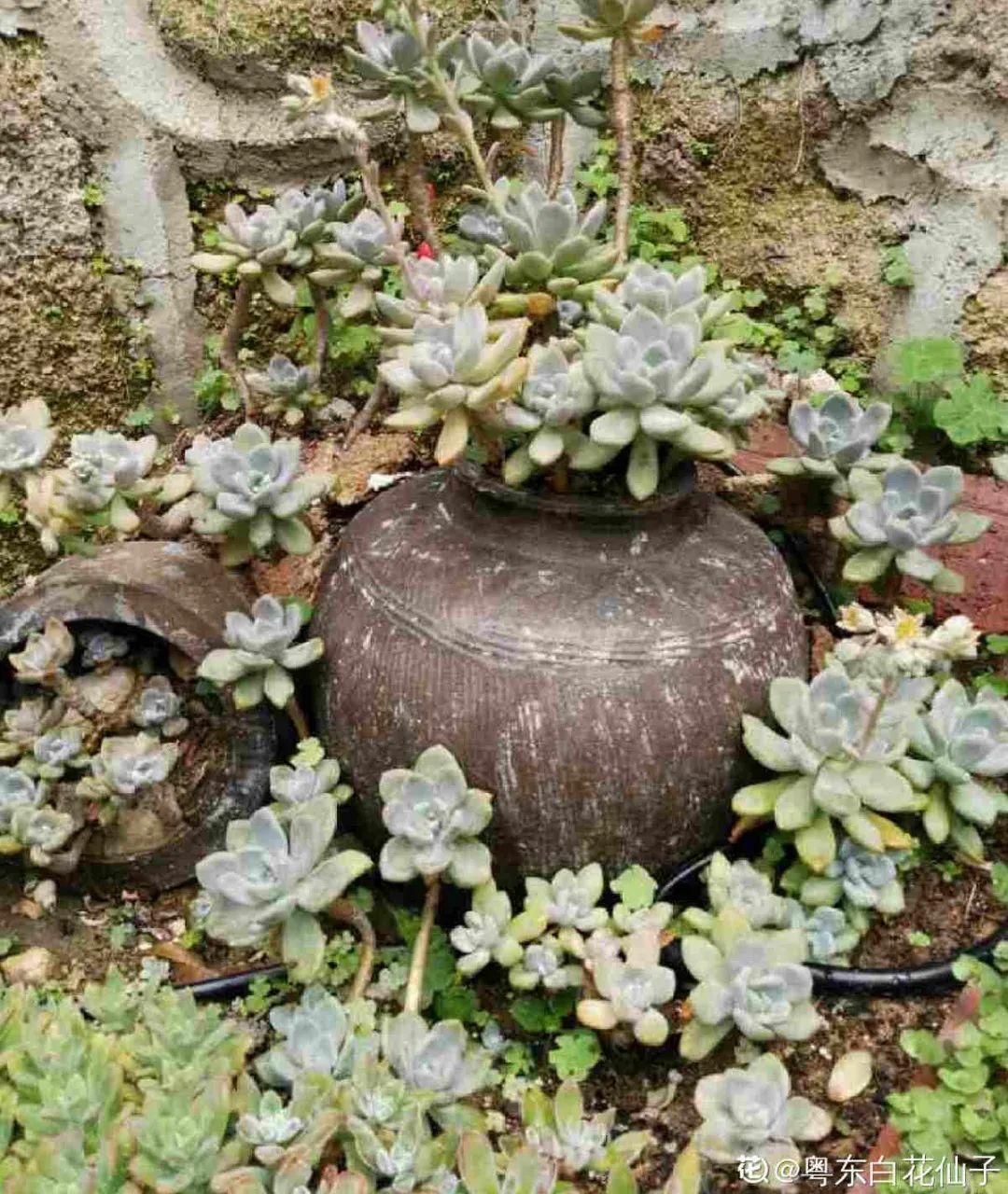 给多肉选花盆,才是最大的乐趣,不信你试试