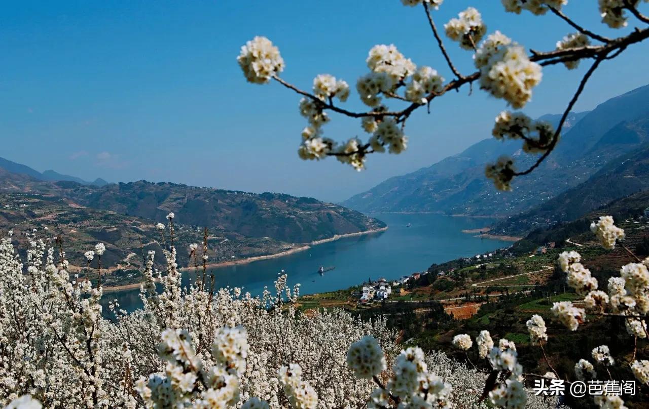 鲜花的山岗（樱桃花开满山岗的美景及赏花攻略）