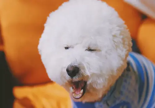 养狗经验分享:狗狗呕吐带血,是什么了?应该怎么办?