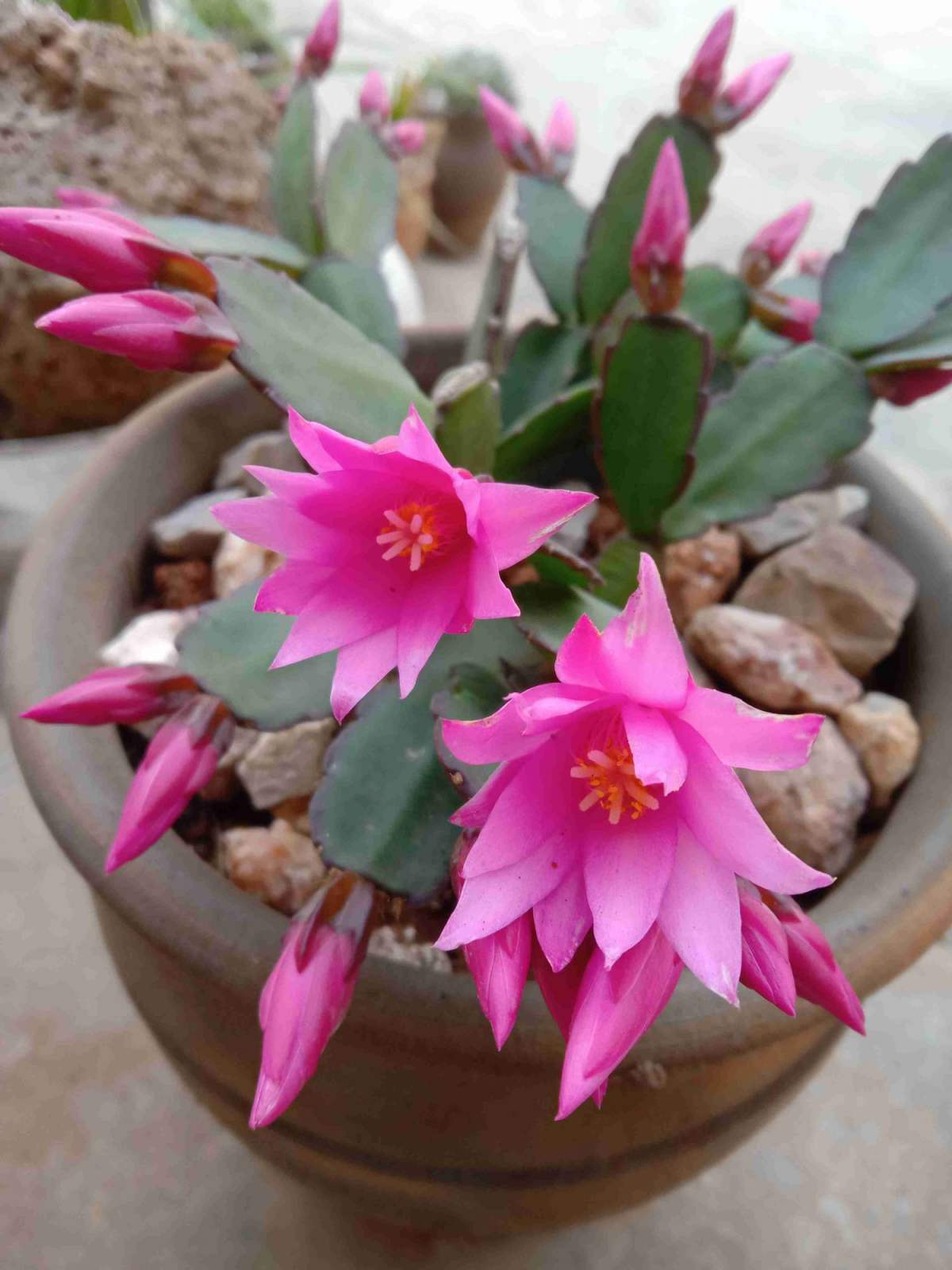 花草的图片大全（100种常见花图鉴一览表）