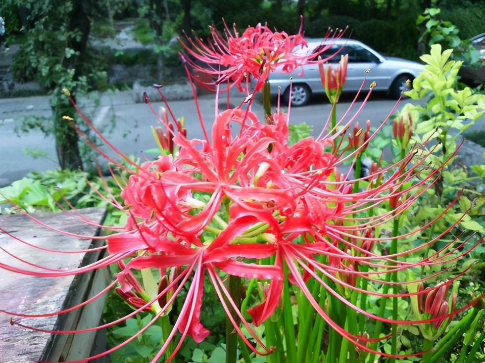 新买了两盆花，越看越喜欢，没想到奶奶不喜欢，让我尽快扔