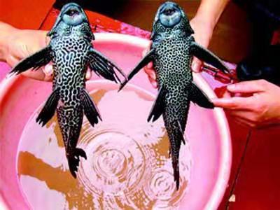 前几天养鱼老道给大家发了一个老邹大叔金鱼缸的视频,很多鱼友都看到