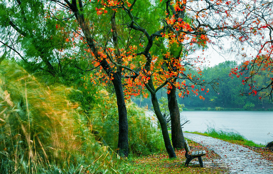 一叶知秋,一枚相思,诠释了思念的滋味