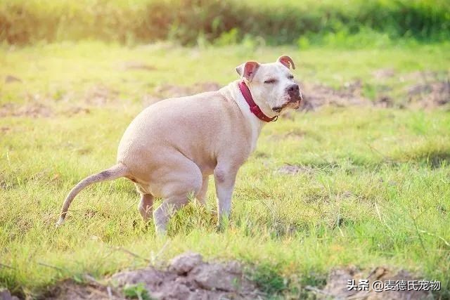 狗能看到灵异事件？揭秘狗狗的三大奇怪行为