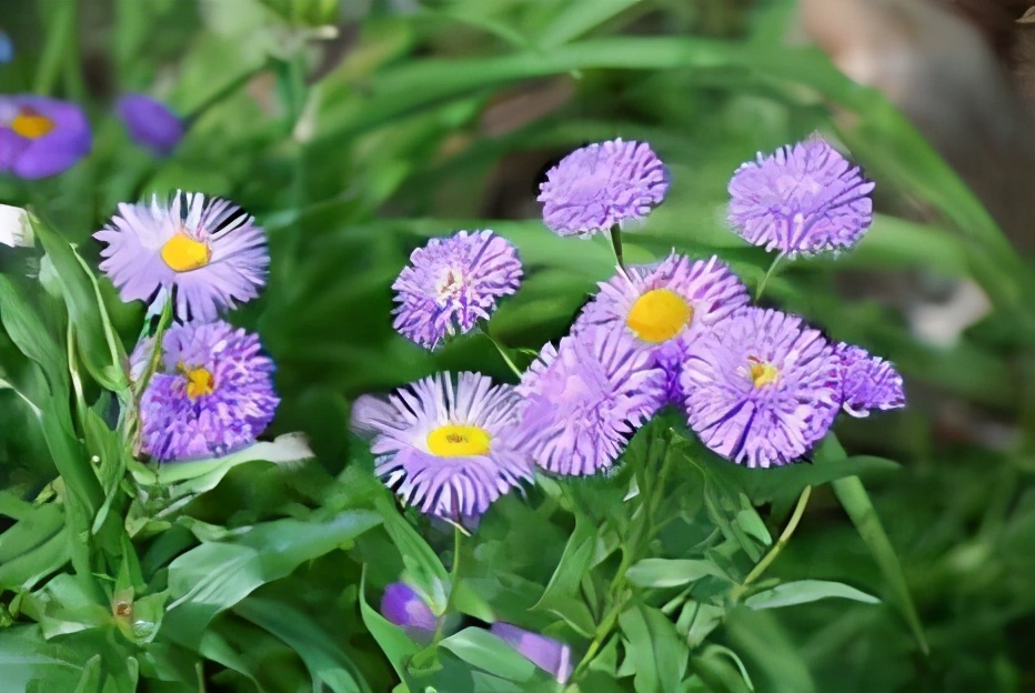 好听又有深意的花名 女孩跟花有关的名字_达一风水网