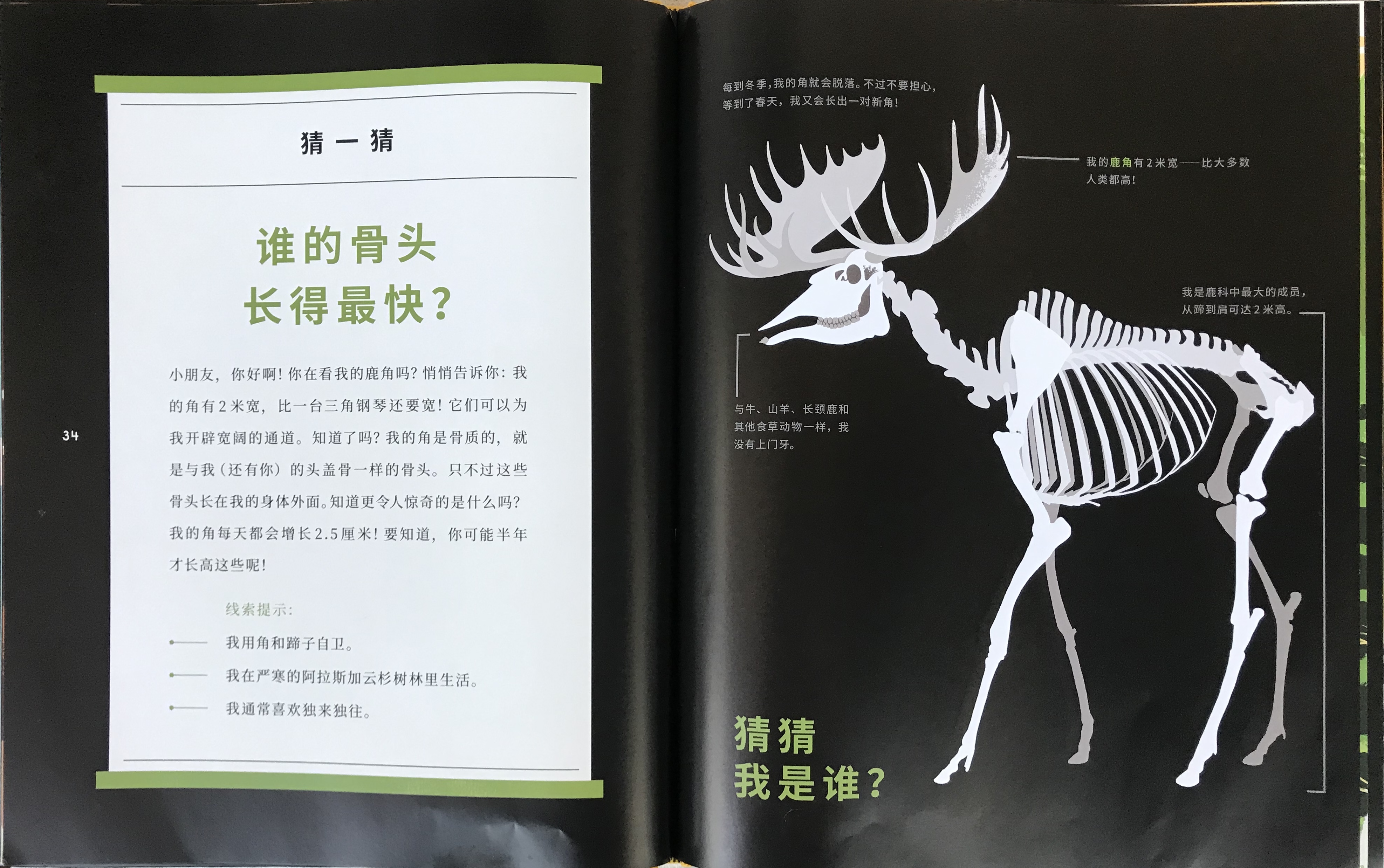 神奇的“摸骨”之书，带你揭开动物骨头的10项世界之最