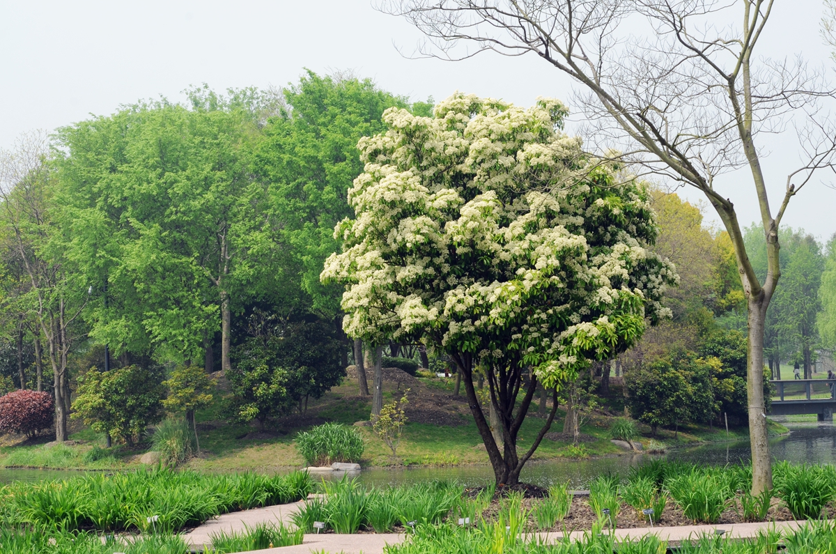 最受欢迎的绿化树——石楠花