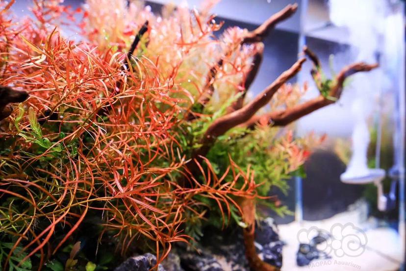 水草泥哪个牌子好（给新人一份草缸入门器材的选择）