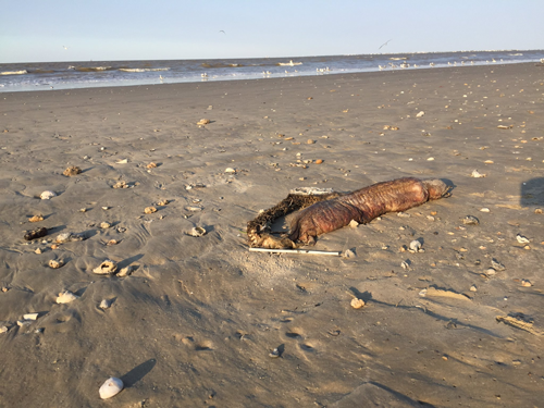 海滩惊现4米长神秘海兽尸体，网络推理大赛又开始了