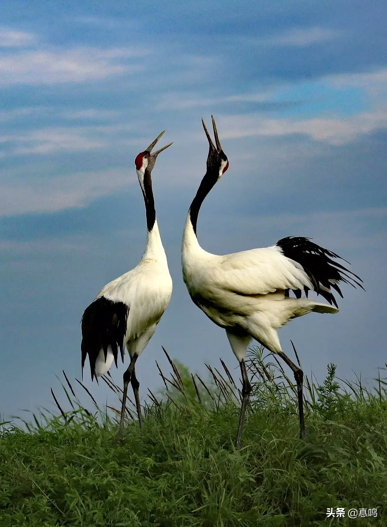 有鹤字的诗句「唯美」 -语文-巧兔教学