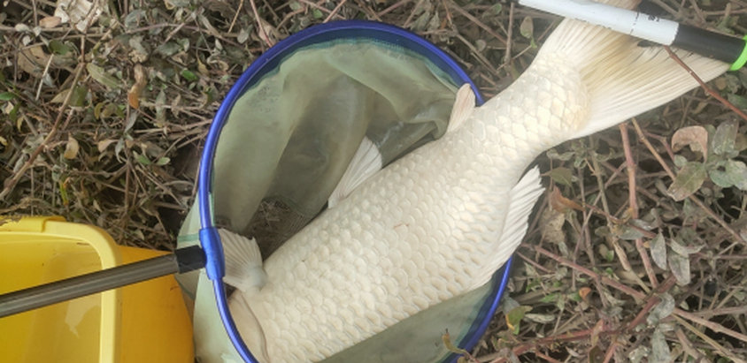 白色的鱼是什么鱼(顺德钓鱼人河道钓起罕见白鲤)