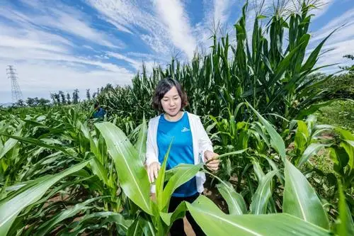 他们是1977年的高考状元，如今过得怎么样，是否都成了国家栋梁？