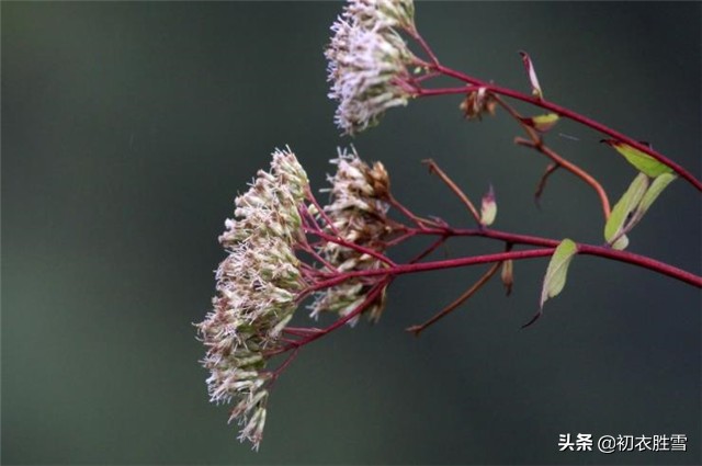 端午节又叫浴兰节，浴兰诗词六首，领略端午芬芳