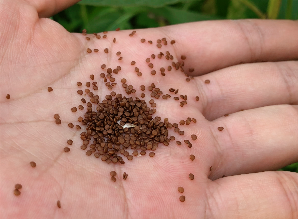 这就是冰粉树,籽是西南特色美食凉粉的原料,还有这种用途知道吗