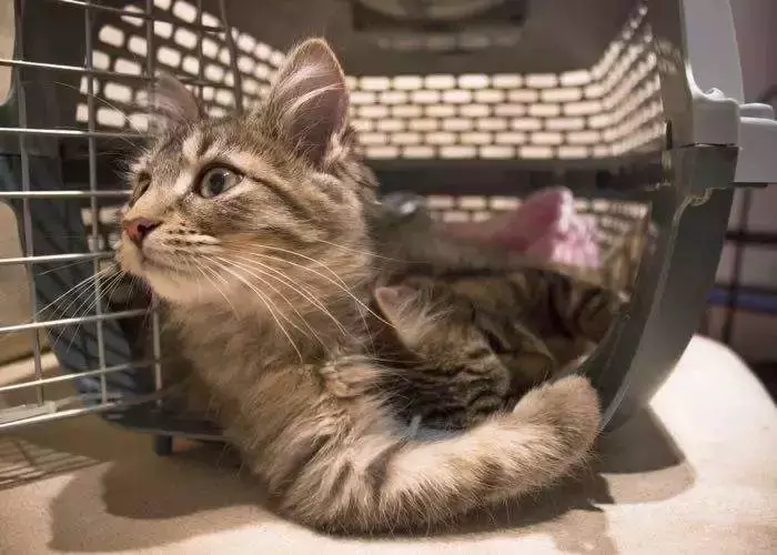 宠物猫怎么托运?什么托运可以寄宠物猫?